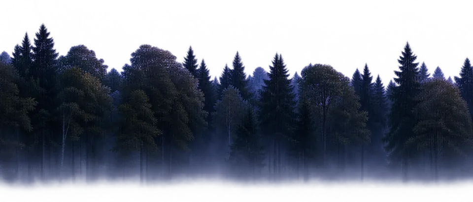 Forest silhouettes