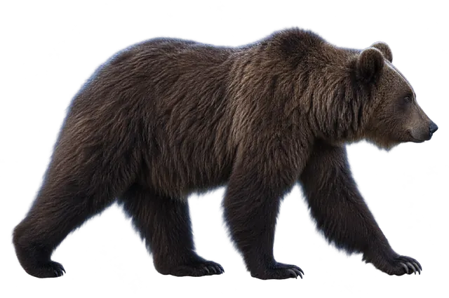 Brown bear